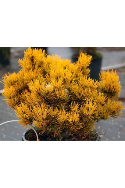 Сосна гірська Карстенс Вінтер Голд на штамбі купити